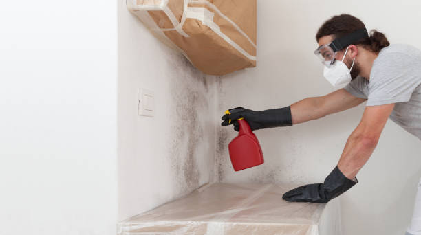 Professional Basement Mold Removal technician working in Lincoln Park, NJ