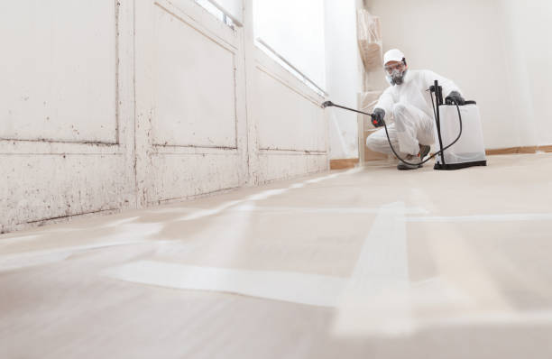 24/7 Emergency Basement Mold Removal experts in Lincoln Park, NJ